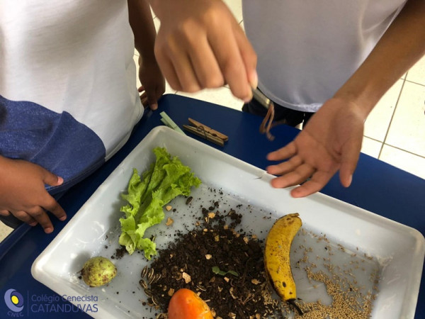 Você saberia relacionar o tipo de bico dos pássaros à alimentação deles?